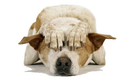 Bange hond producten